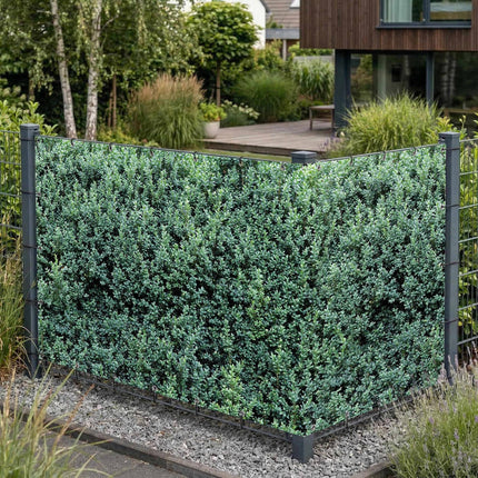 Buxi als Sichtschutz am Gartenzaun