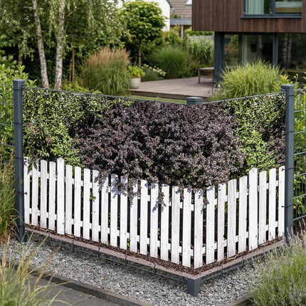 Elfriede als Sichtschutz am Gartenzaun