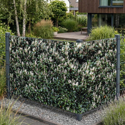 Kira als Sichtschutz am Gartenzaun