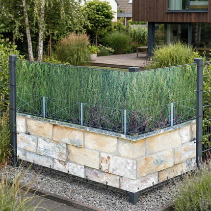 Leon als Sichtschutz am Gartenzaun