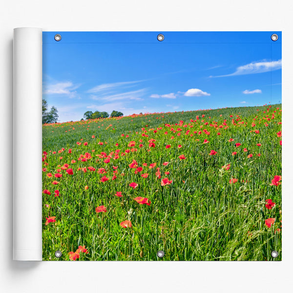 Rina / Mohnblumen