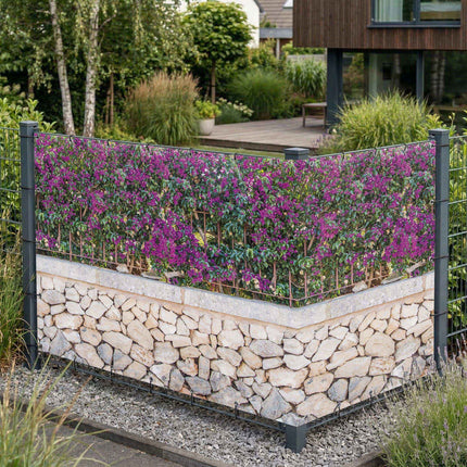 Rubinia als Sichtschutz am Gartenzaun