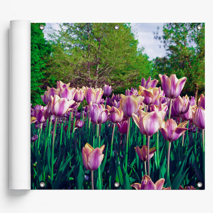 Sichtschutz Tulpen (Sari) nach Maß