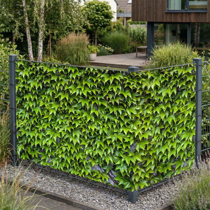 Vino als Sichtschutz am Gartenzaun