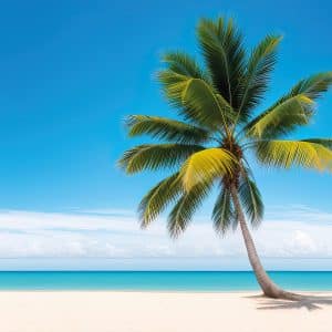 Sichtschutz mit Motiv Praia: Palmenbaum an Strand